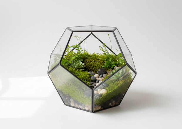 Plant terrariums